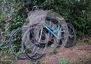 Two Old Rusty Bicycles