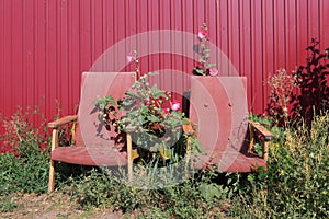 Two old rusty empty red armchairs standing in flowers next to a metal red fence