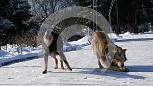 Two old stray dogs eating bones in the snow on a winter day. A flock of hungry dogs waiting for food from a volunteer in