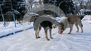 Two old stray dogs eating bones in the snow on a winter day. A flock of hungry dogs waiting for food from a volunteer in