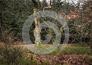 Two old and tortuous trees in the forest photo