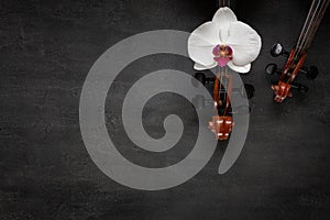 Two Old violins and white orchid flower. Top view, close-up on dark concrete background