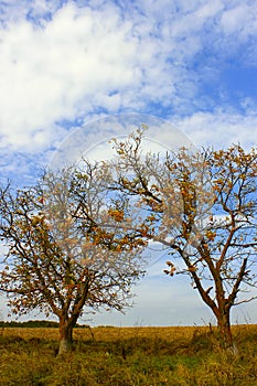 Two old walnut trees