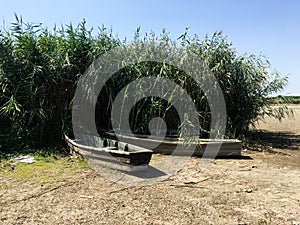 Two old wooden broken boats on the river bank near the reeds. Countryside. The dried river