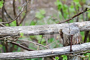 Two old wooden gray dry sticks, boards, branches and stuck in them rusty nail, background