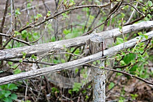 Two old wooden gray dry sticks, boards, branches and stuck in them rusty nail, background