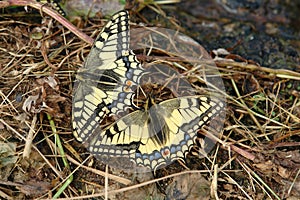 Two Old World swallowtails Papilio machaon on the ground on the dry grass. Butterflies puddling on the bank of the brook