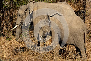 Two old and young elephants feeding in the nature