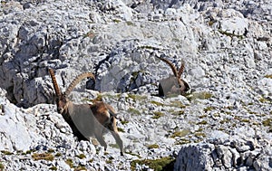 Two older male ibex, Slovenia