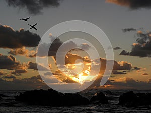 Two olivaceous cormorants flying at sunset photo