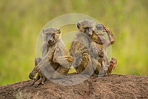 Two olive baboons sit cuddling beside another