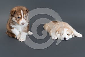 Two one-month-old husky puppies on a gray background, a brown husky sits and looks, beige husky sleeps