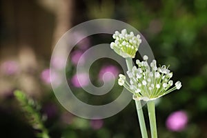 Two Onion flowers or Allium cepa blooming in a garden with bokhe background