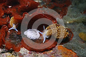 Two opalescent nudibranchs crawl Watersipora subtorquata  a red invasive bryozoan at Monterey Bay National Marine Sanctuary.