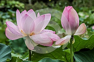 two open lotus flowers