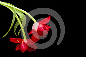 Two open red tulips