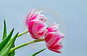 two opened tulip buds pink peony Columbus