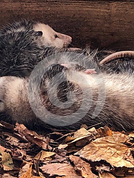 Two opossums sleeping at zoo