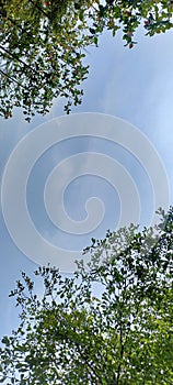 two opposite trees on the top left and bottom right decorated with a clear blue sky and a little cloud