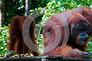 Two Orang Utan eating in Borneo Indonesia