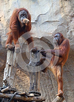 Two Orang Utan