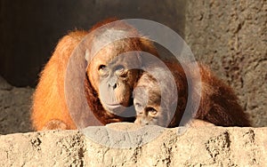 Two Orang Utans