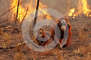 Two orang utans in front of a fire in the wild