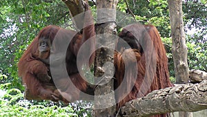 Two orang-utans