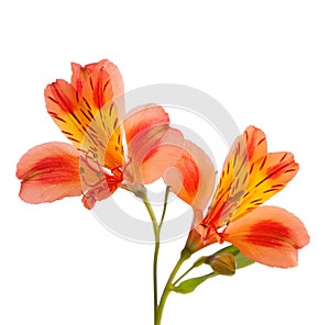 Two orange Alstroemeria flowers isolated on white background photo