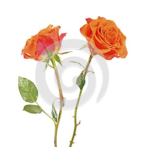 Two orange beautiful rose flower on white