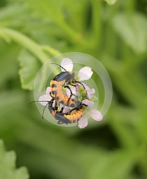 Two orange and black insects mate on Lord Howe Island