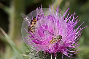 Two orange and black striped Marmalade Hoverflies, Episyrphus balteatus on a purple thistle flower, Cirsium sp. close-up