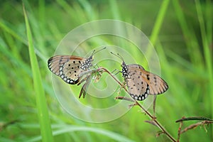 Two Orange Butterfly Acraea terpsicore