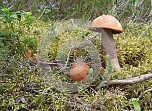 Two orange-cap boletuses