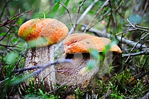 Two orange cap mushroom growing in the forest during autumn