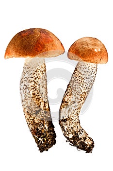 Two orange-cap mushrooms