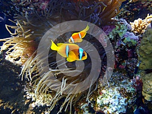 Two orange clownfish Anemone fish in anemone soft coral. Pair of bright striped marine tropical fish in natural habitat in Red