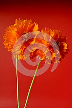 Two orange Cosmos flower on red.