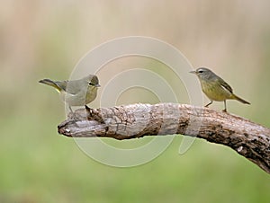 Two orange-crowned warblers perched on a branch. Leiothlypis celata.