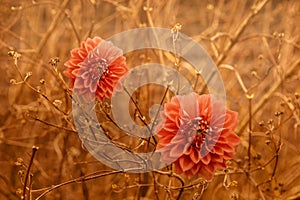 Two orange Dahlia Autumn flowers over brown branches background