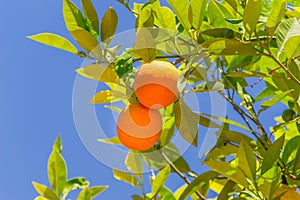 Two orange fruit on the tree.