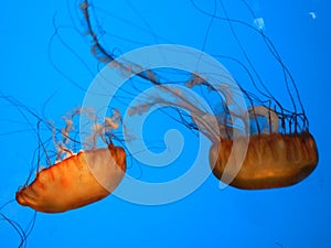 Two Orange jellyfishes in blue water