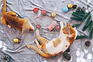 Two orange kittens on carpet in christmas holiday with decoration and ornament.