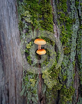 Two orange mushrooms