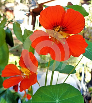 Two Orange Nasturtiums, Tropaeolum majus