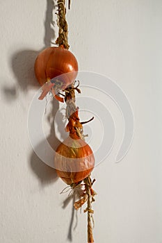 Two orange  onion braid. photo