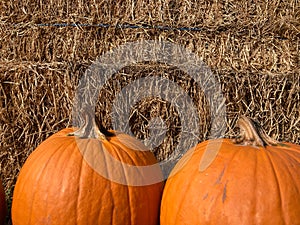 Two orange pumpkins against a wall of hay bales