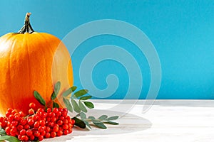 Two orange pumpkins and branches with rowan berries on a blue and white background