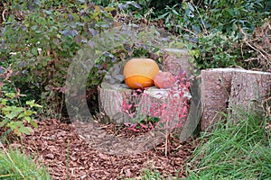 Two orange pumpkins lie on logs in the garden