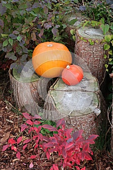 Two orange pumpkins lie on logs in the garden